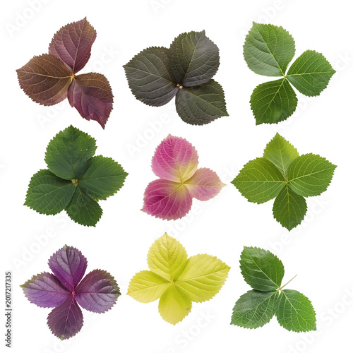 Collection of colorful leaves with different shades isolated on black background for botanical and creative design
