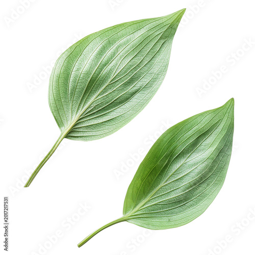Two large green leaves with detailed veins isolated on transparent background for botanical and creative design