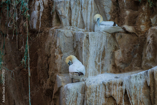 Quadro su tela Northern gannet (Morus bassanus)