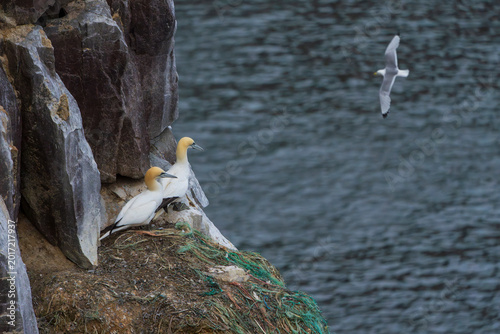 Quadro su tela Northern gannet (Morus bassanus)