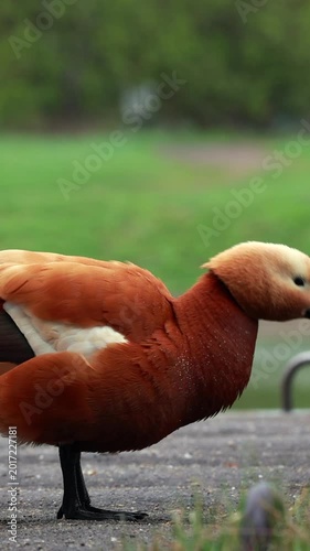 Ruddy shelduck standing by lake in rain shaking water from wet feathers. Vertical