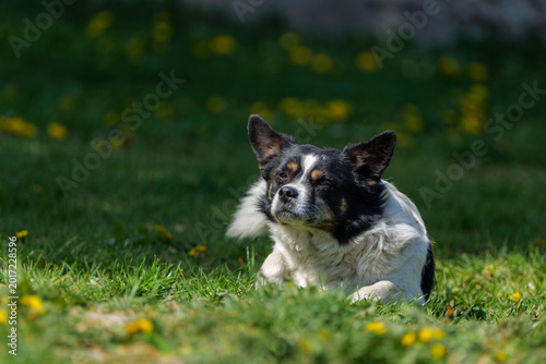 Photos Happy mongrel dog on the grass in spring