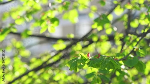 Young, translucent green linden leaves emerging on tree branches, illuminated by bright natural sunlight creating a vibrant glow and soft shadows against a clear sky background