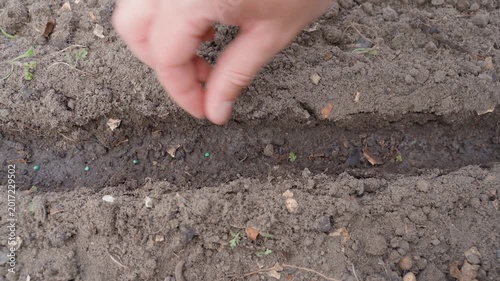 Hand sowing radish seeds close-up top view