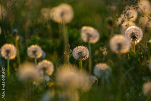 Foto A lovely spring meadow, natural background