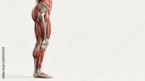 Detailed anatomical illustration of a human leg showing muscles and bones on a white background.