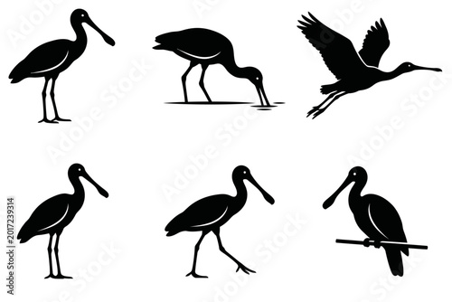 Schilderij op canvas Black spoonbill bird silhouette collection standing flying and feeding