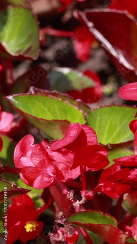 Red begonia flowers waving in wind in garden flowerbed. Vertical