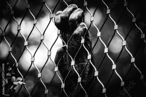 Photography Primate hand gripping wire fence in captivity at Wilhelma Zoo Stuttgart, black a