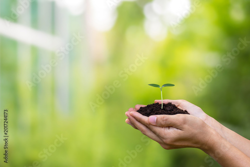 Close-up image of hand holding soil and trees preparation for planting to save the world.