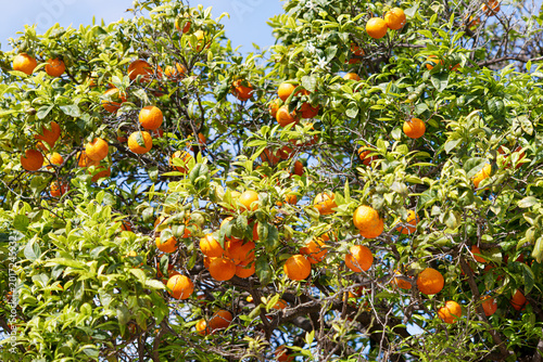 Tableau sur toile Ripe oranges hanging on a leafy orange tree under blue sky, sunny outdoor orchard scene with abundant fruit and green foliage