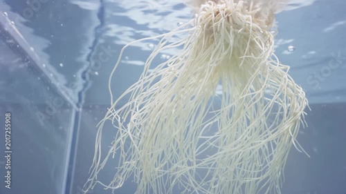 White plant roots submerged in clear water, showcasing gradual movement and interaction with bubbles in a transparent container, emphasizing organic growth and aquatic environment