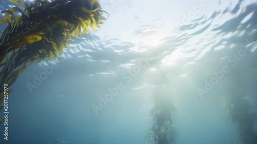 Underwater view of kelp forest with sunlight filtering through water, showcasing vibrant kelp plants swaying gently in the ocean currents, creating a serene aquatic environment
