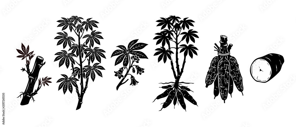 Naklejka premium Cassava plant set black silhouette, yuca root tuber and leaves icon. Agricultural vector illustration collection of manioc cultivation stages, botany harvest design elements on white background.