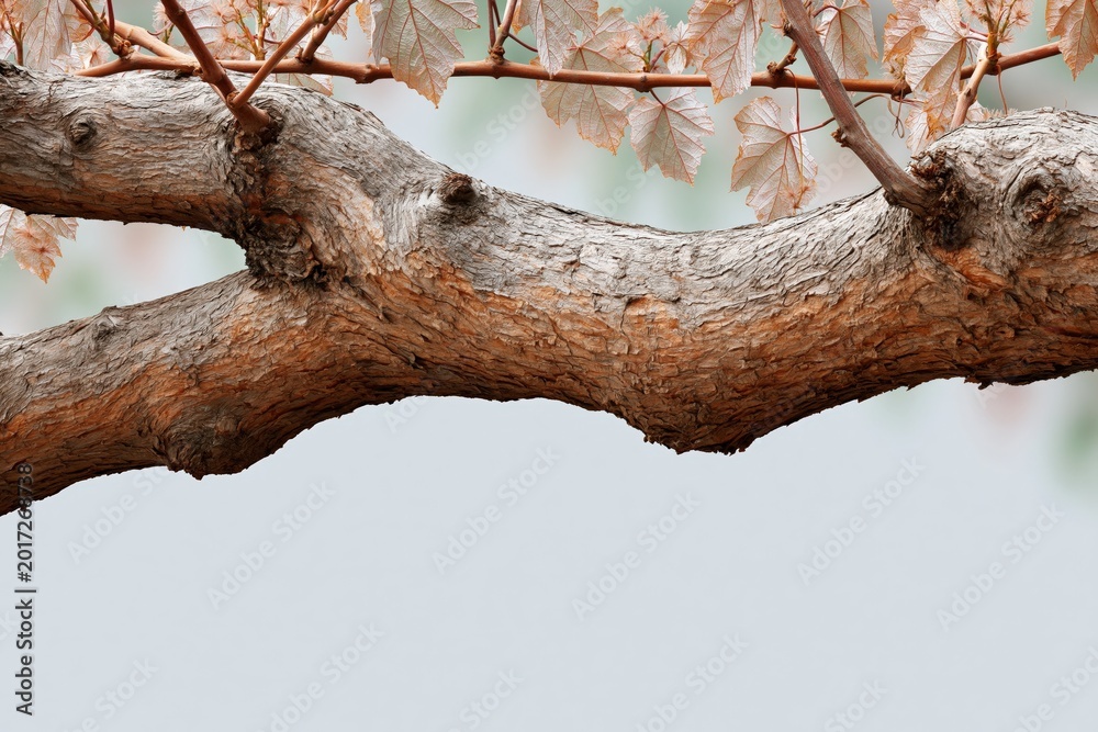 Fototapeta premium Textured tree branch closeup with peeling bark and pale leaves for natural background and botanical poster design
