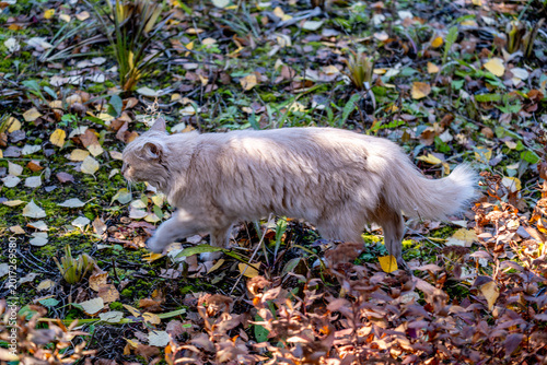 A white cat walks on the grass on a summer day.