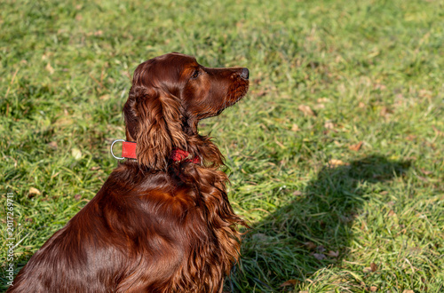 An Irish setter dog on the grass on a summer day.
