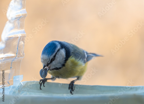 Titmouse bird on the street close-up.