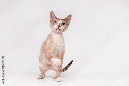 Fotografie Curious Devon Rex cat with blue eyes lifting its paw while looking up
