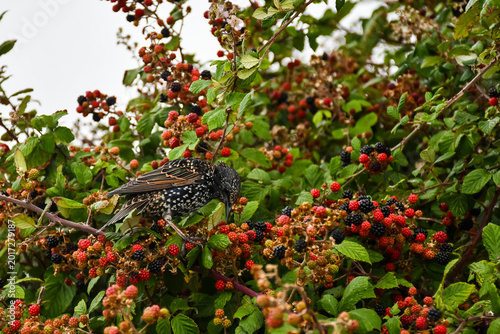Hungry young  starling bird feeds happily on red and black berries on a wild bush growing in the hedgerows of rural England. Filling up ready for harder times in Winter.