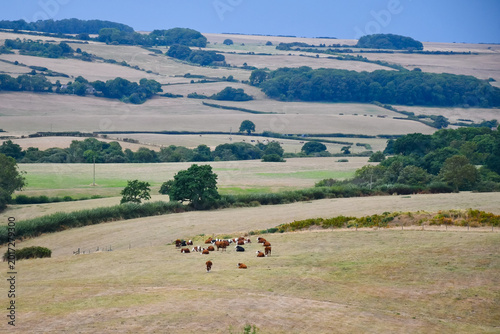 Drought in English countryside, fields burnt brown and dry with a herd of cattle in arid dried out fields with no grass rot feed on . Agriculture suffering as climate change impacts on the UK. 
