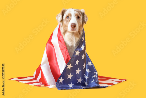 Cute dog with USA flag on y...