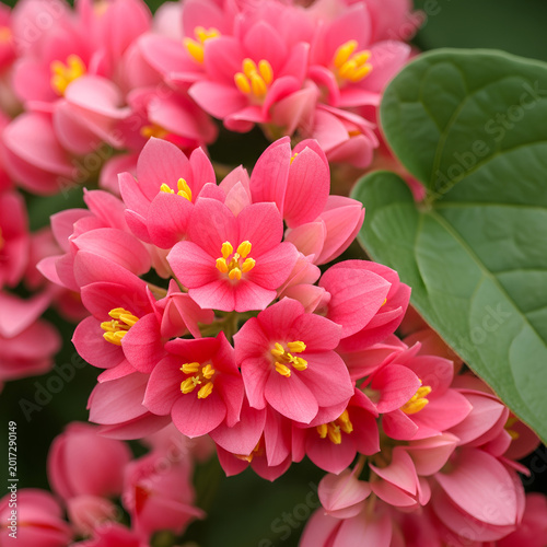 Closeup of vibrant pink flowers with yellow centers and green leaves.