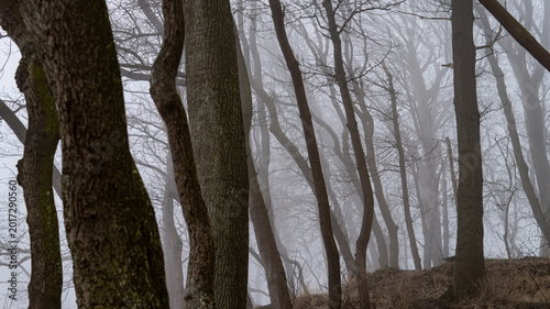 Dark moody forest with bare trees wrapped in thick heavy fog.