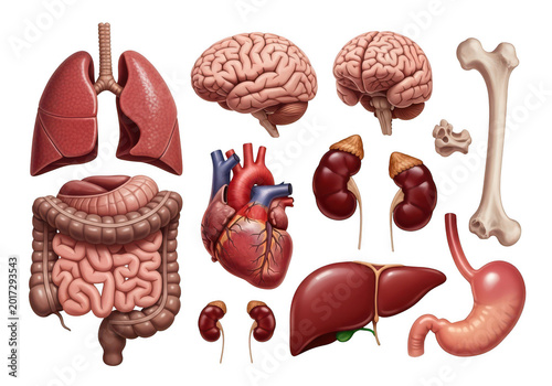 Detailed human internal organs anatomy collection for medical education and scientific visualization isolated on transparent background