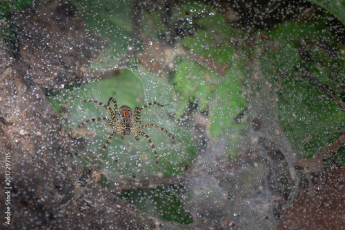 A Lawn wolf spider standing on the ground with decayed leaves in forest.
