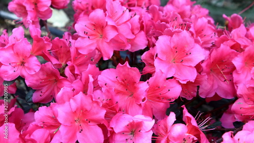 Bild auf Leinwand Azalea japonica rustica