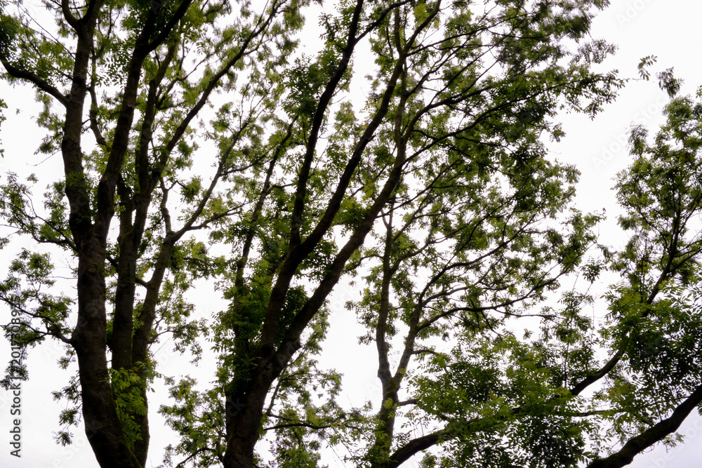 Fototapeta premium Green Tree Branches and Leaves Against Bright Sky
