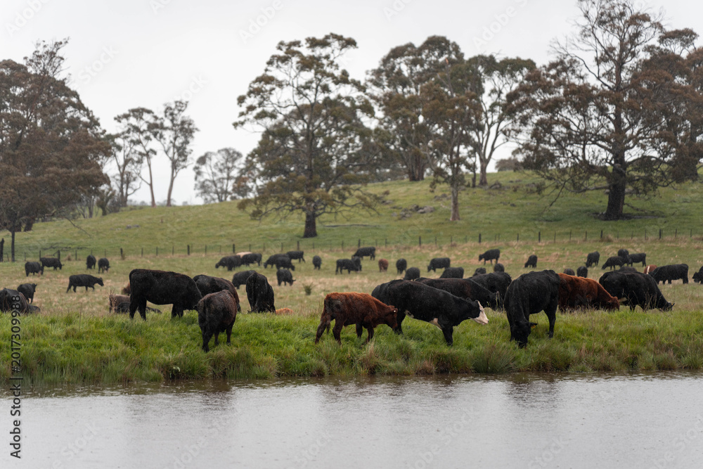 Obraz premium beautiful cattle in Australia eating grass, grazing on pasture. Herd of cows free range beef being regenerative raised on an agricultural farm. Sustainable farming 