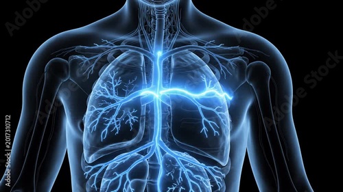 Human anatomy visualization, glowing blue lungs and trachea with pulsing energy, internal body system representation, medical science