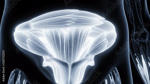 Detailed medical illustration of a glowing white deltoid muscle structure against a dark background, highlighting muscle fibers and anatomy