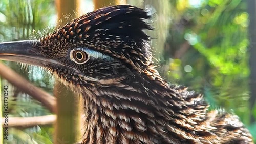Close up of a roadrunner bird  head standing in the sand and looking around on a cloudy summer day