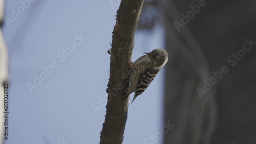 Japanese Pygmy Woodpecker Pecking on Tree Branch 4K HDR 10-bit 0.25x