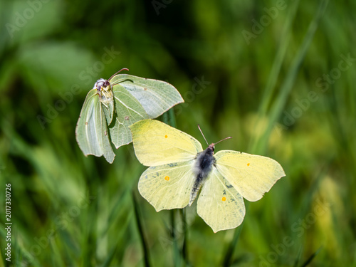 Fotografía Male and Female Brimstone Butterflies in Flight