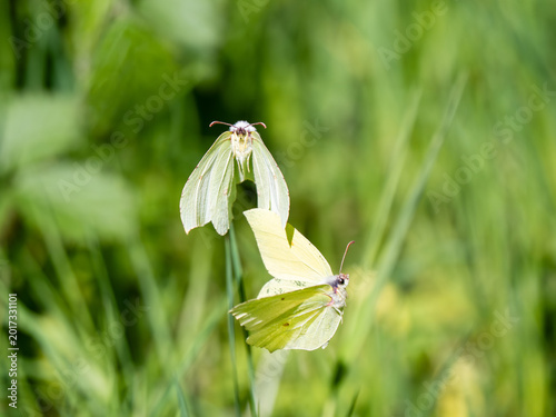 Male and Female Brimstone Butterflies in Flight