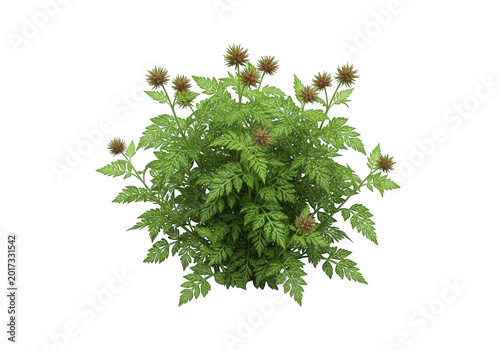 Detailed 3d render of a green bushy shrub with small thorns isolated on transparent background