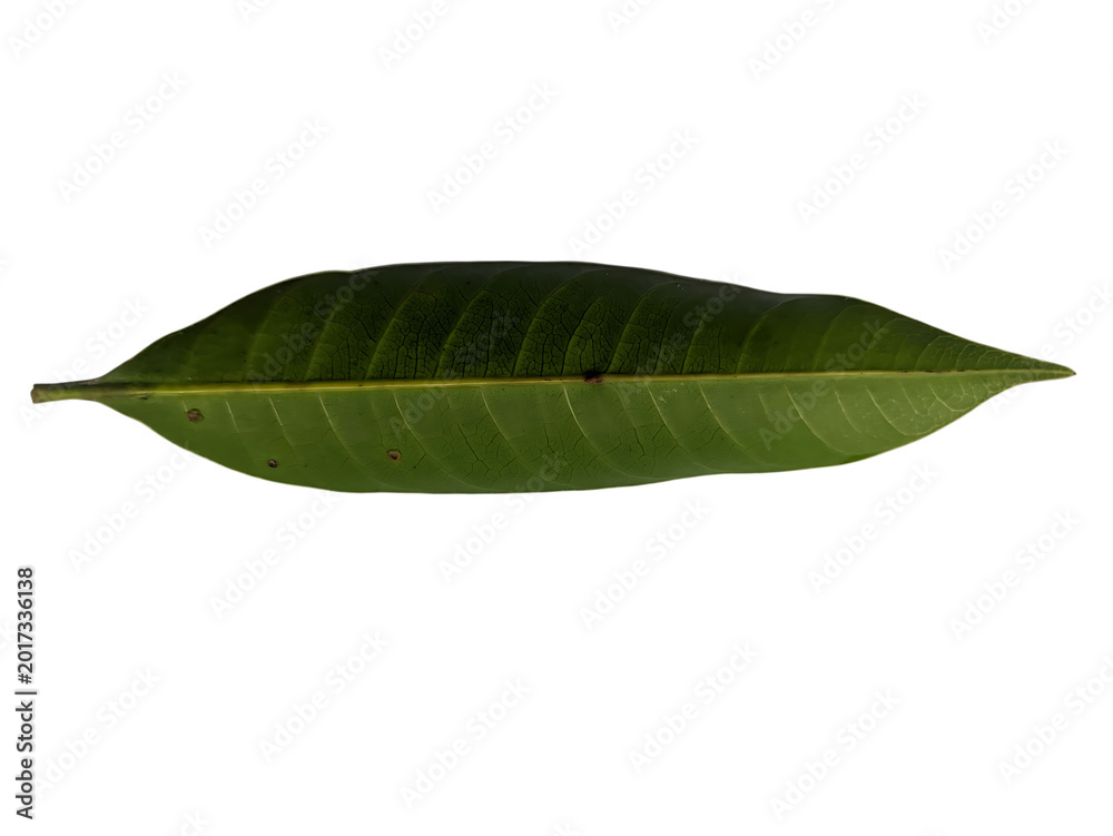 Fototapeta premium Green leaf isolated on plain background isolated on transparent background