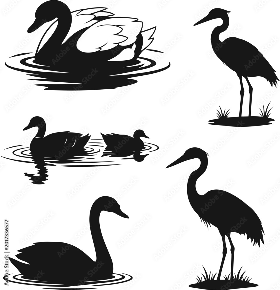 Fototapeta premium Black swans and cranes illustration Vector
