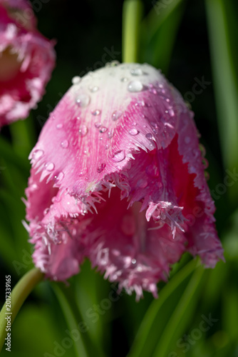 Pink tulip with dewdrops on fringed petals