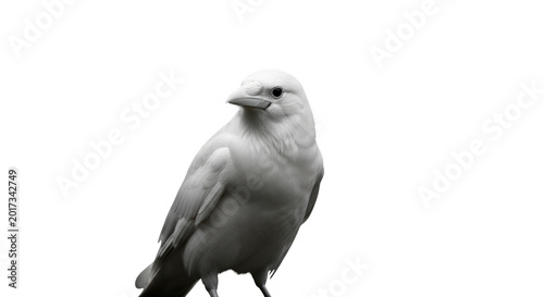 Small bird perched on a branch looking to the side isolated on transparent background