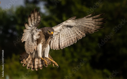 Obraz na płótnie Rufous winged Buzzard landing with wings spread in beautiful golden light