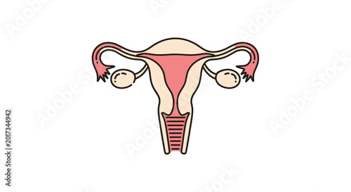 Detailed anatomical illustration of the human female reproductive system including the uterus and ovaries for medical education and health awareness.