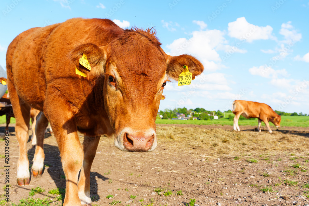 Obraz premium Brown Cattle with Ear Tags in Rural German Pasture under Sunny Blue Sky