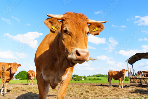 Portrait of Limousin Cattle Grazing on Organic Farm in Germany