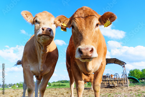 Curious Brown Cows on Sunny Green Meadow in Rural Germany