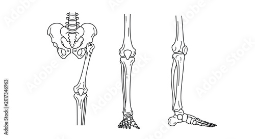 Medical sketches of the human lower body skeleton including hip joint knee joint and foot bones from different angles.